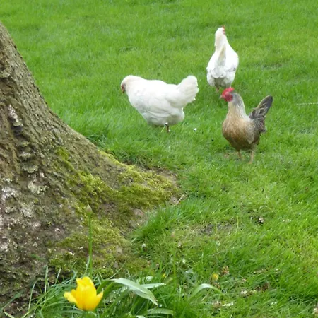 Beemster Oase Middenbeemster