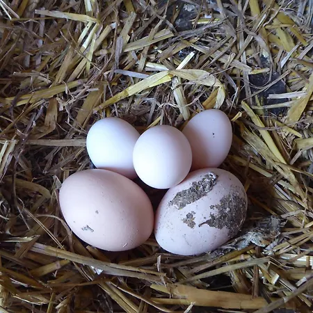 Bed & Breakfast Beemster Oase Middenbeemster