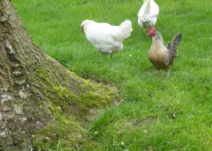 Beemster Oase Middenbeemster