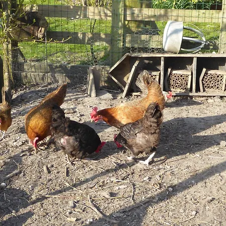 Nocleg ze śniadaniem Beemster Oase Middenbeemster